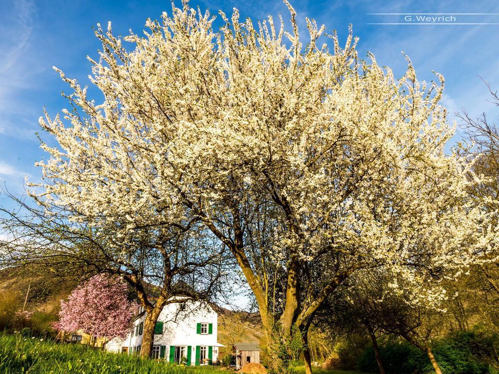 Zimmer Am Markt Traben-Trarbach Esterno foto